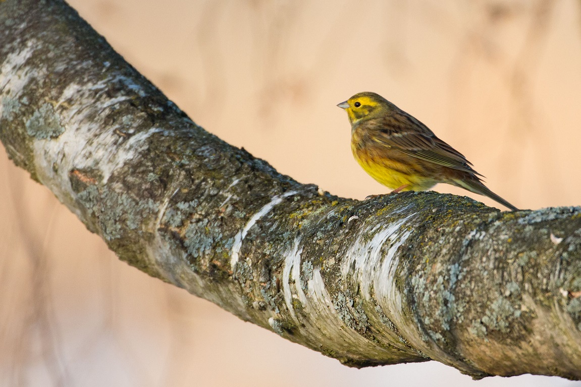 Gulsparv, Yellowhammer, Emberiza citrinella