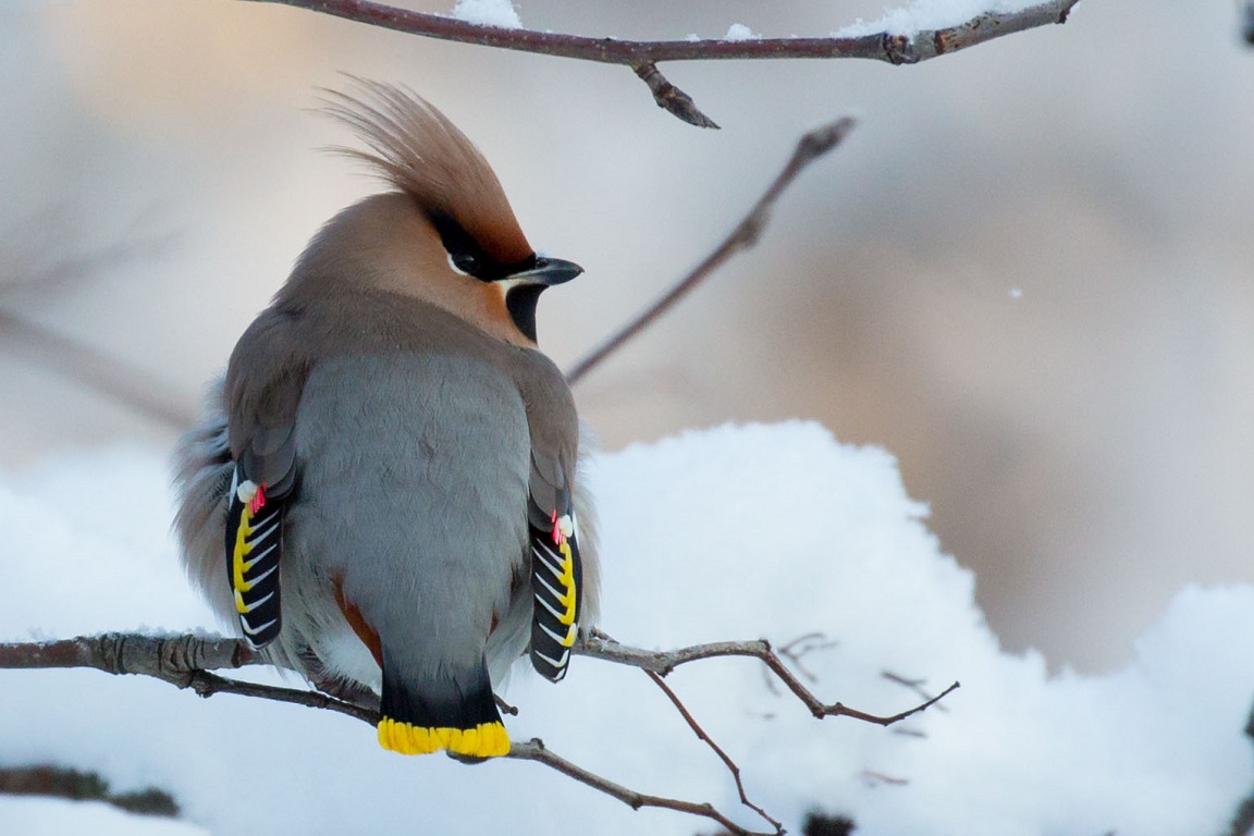 Sidensvans, Bohemian waxwing, Bombycilla garrulus