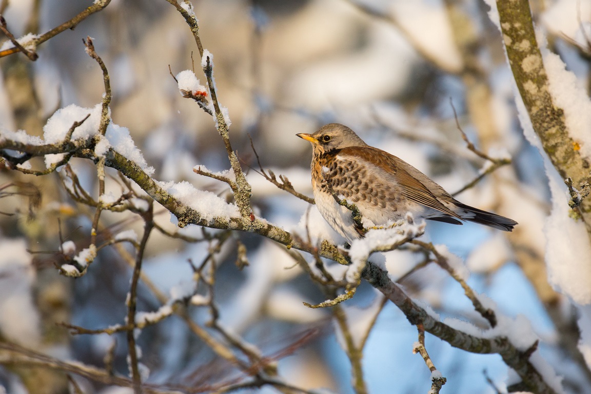 Björktrast, Fieldfare, Turdus pilaris