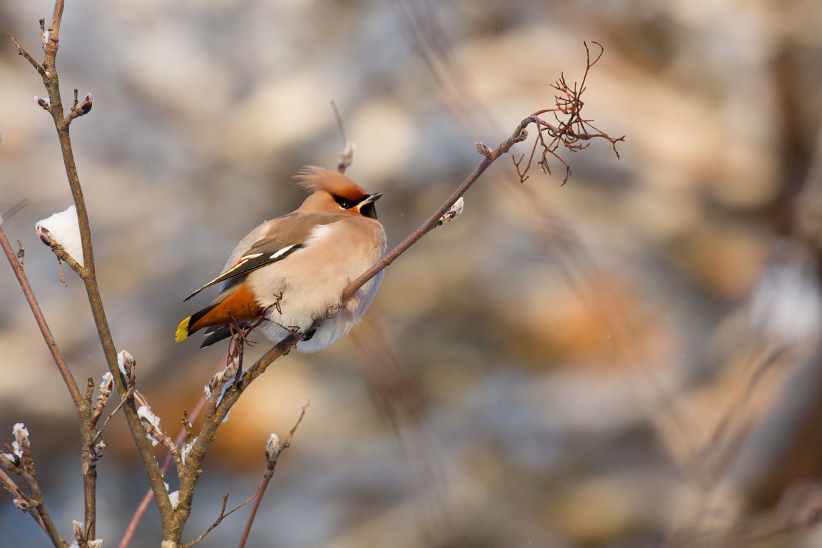 Sidensvans, Bohemian waxwing, Bombycilla garrulus