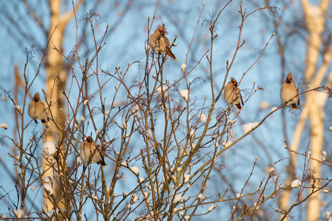 Sidensvans, Bohemian waxwing, Bombycilla garrulus