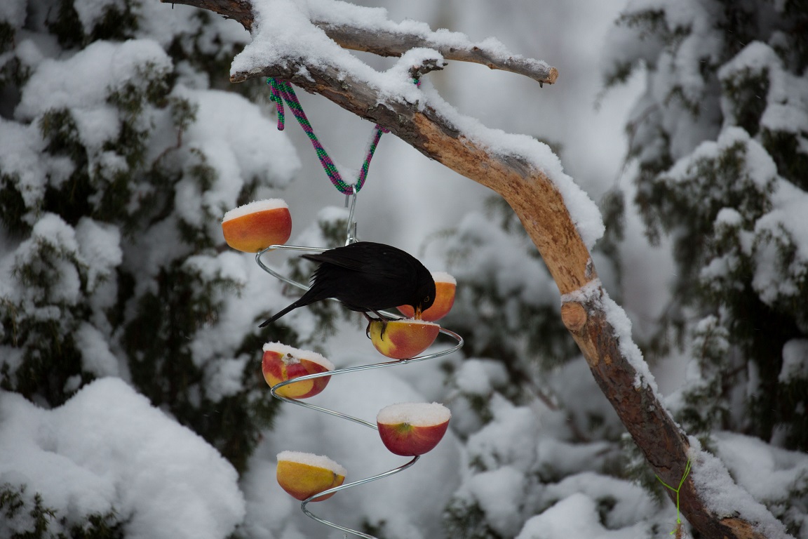 Koltrast, Common Blackbird, Turdus merula