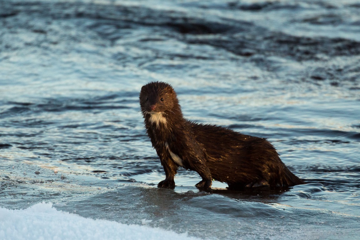 Mink, American mink, Mustela vison