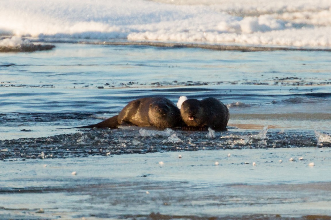 Utter, European otter, Lutra lutra