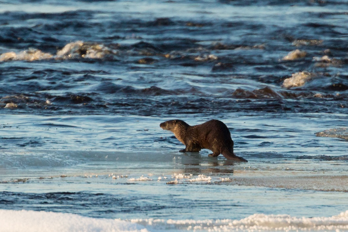 Utter, European otter, Lutra lutra