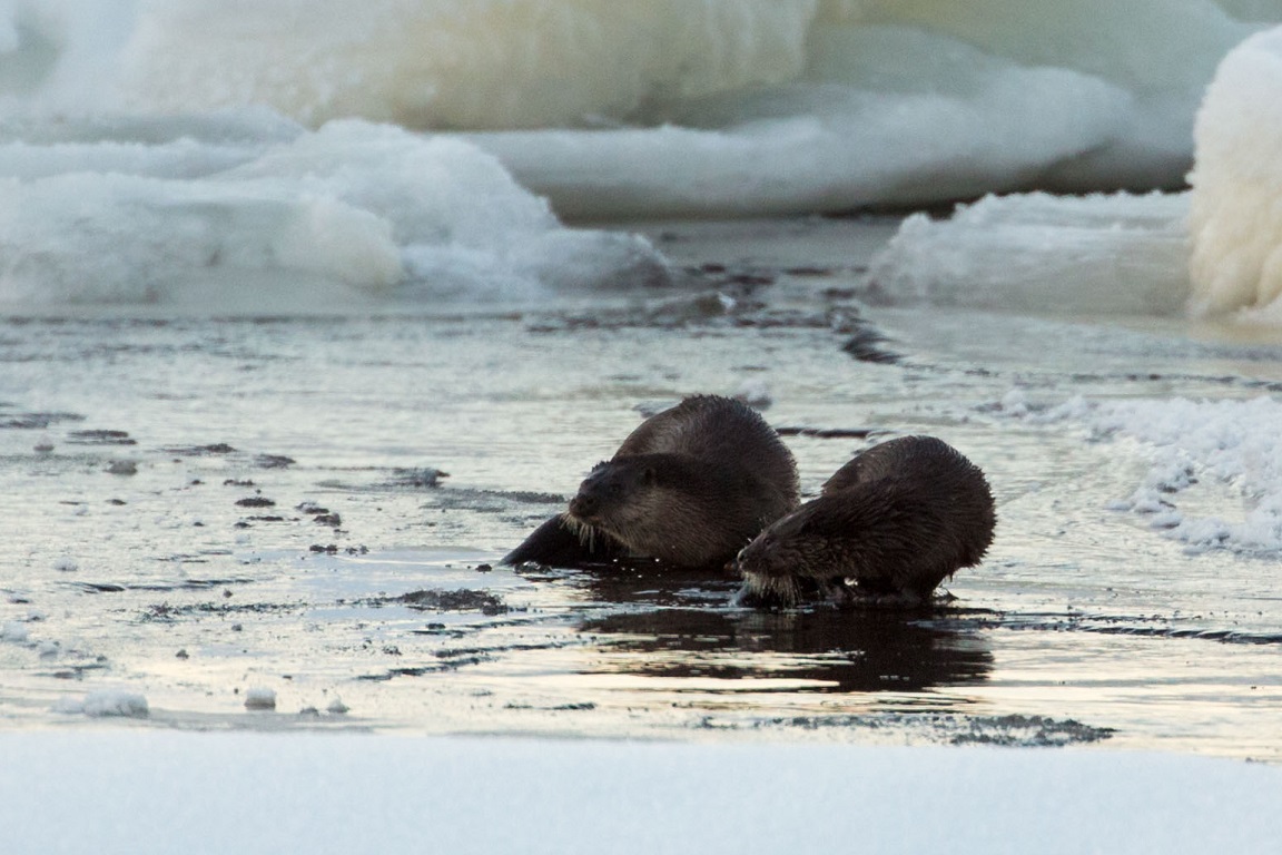 Utter, European otter, Lutra lutra