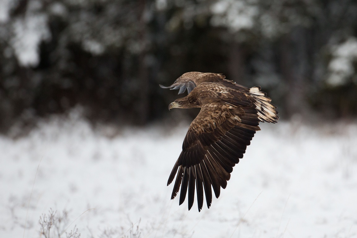 Lågflygning på myren