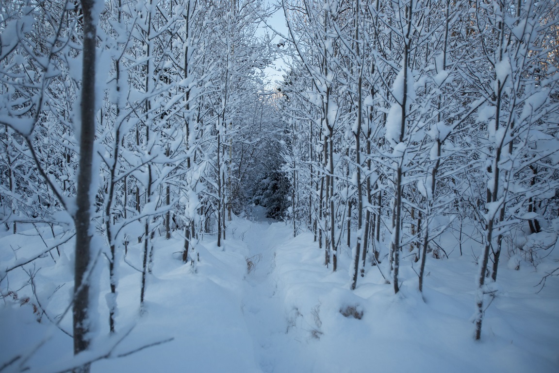 Snö att pulsa i