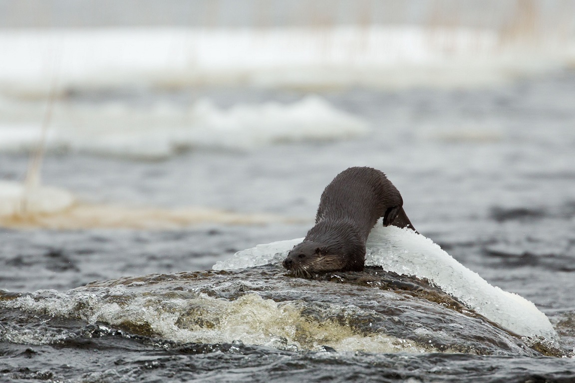 Utter, European otter, Lutra lutra