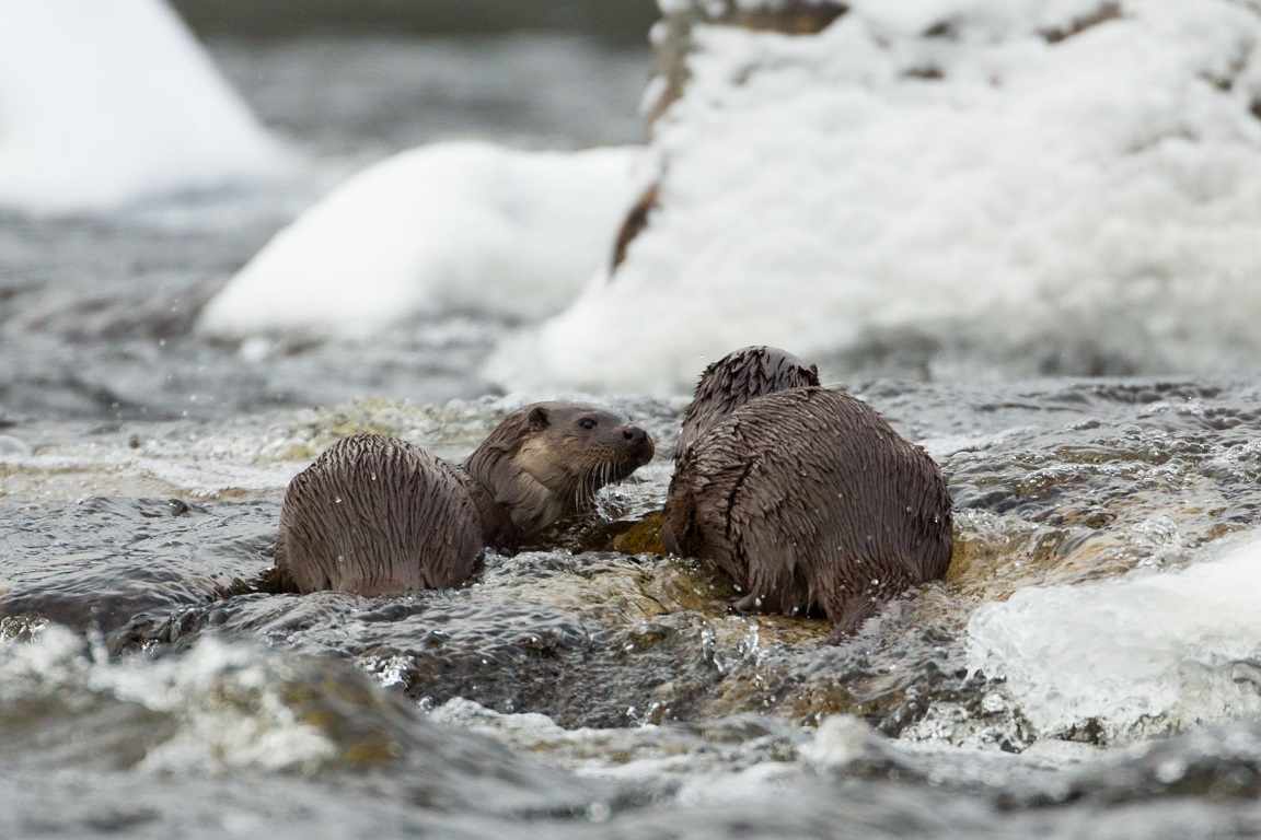 Utter, European otter, Lutra lutra