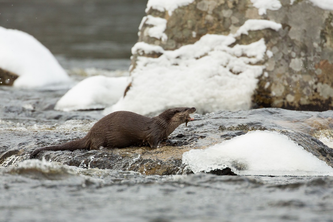 Utter, European otter, Lutra lutra