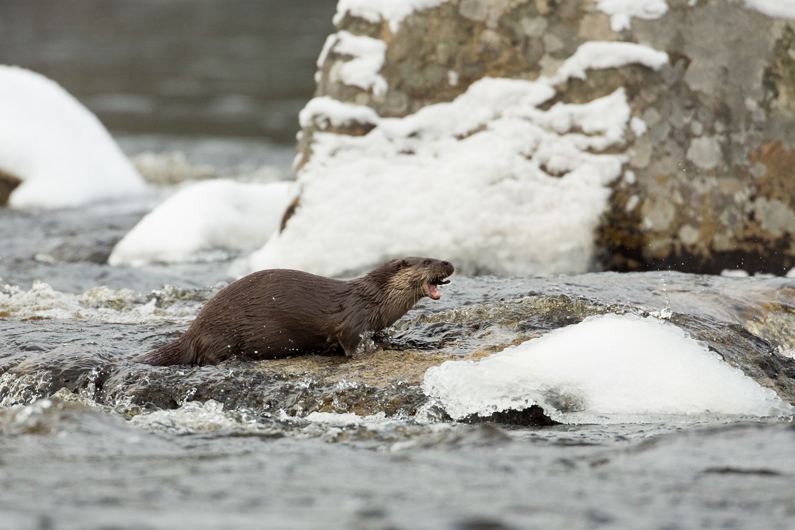 Utter, European otter, Lutra lutra