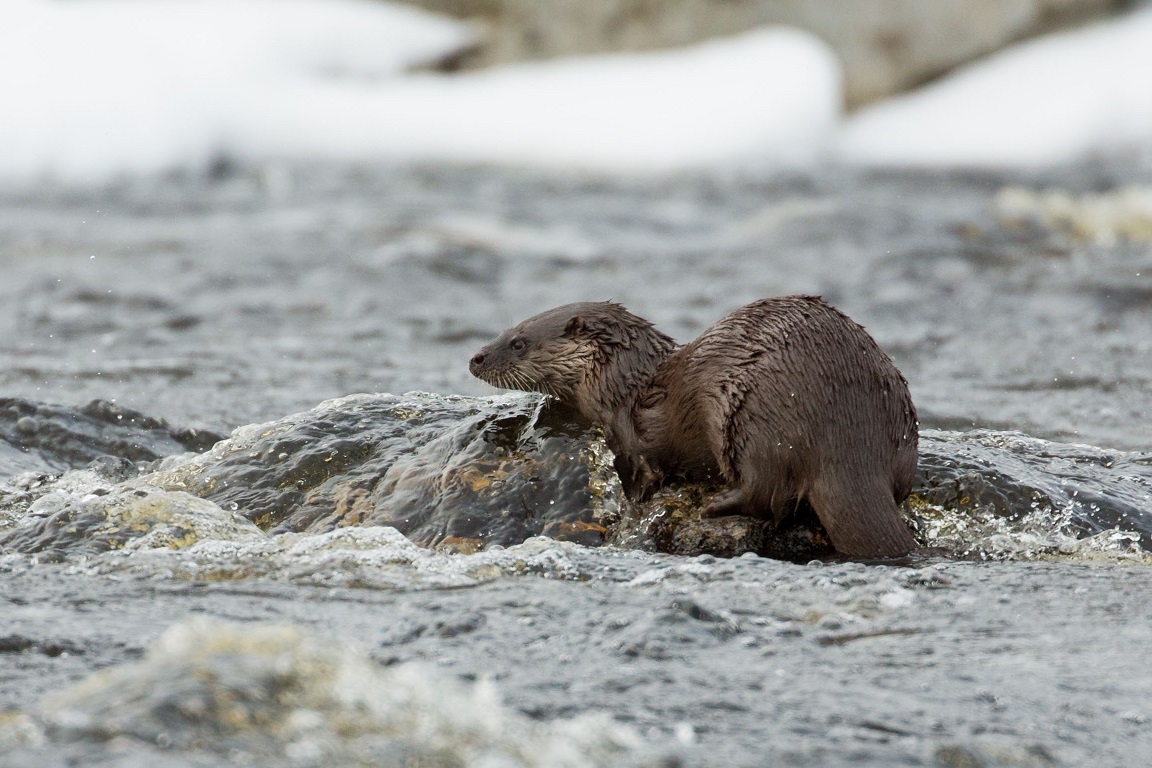 Utter, European otter, Lutra lutra