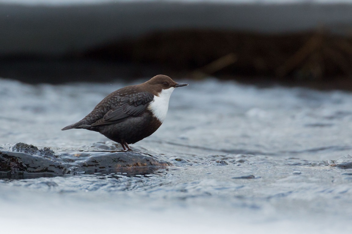 Strömstare, White-throated dipper, Cinclus cinclus