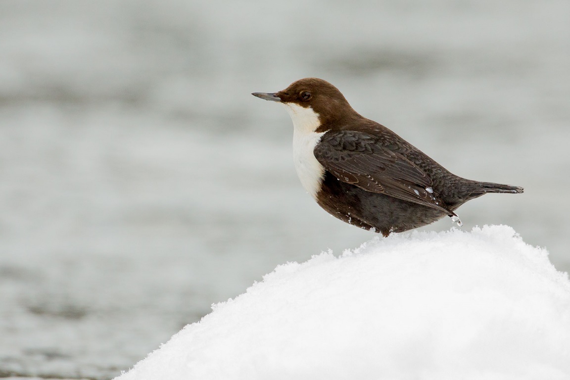 Strömstare, White-throated dipper, Cinclus cinclus