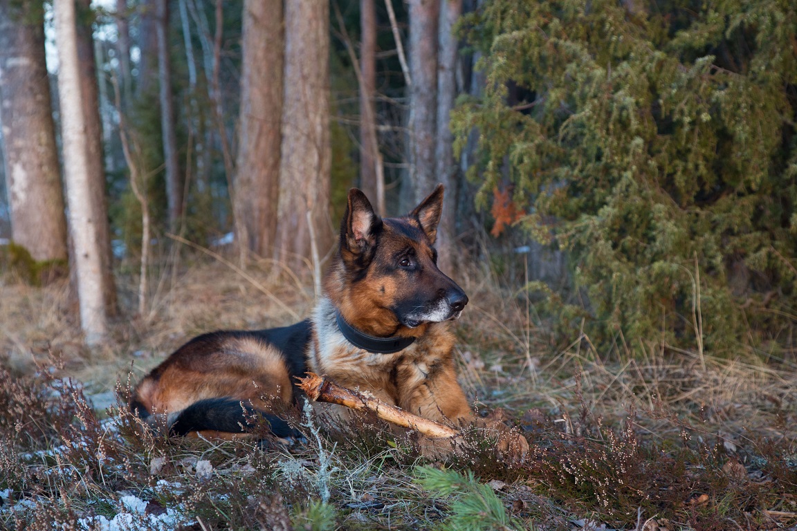 Ozzy med favoritleksak