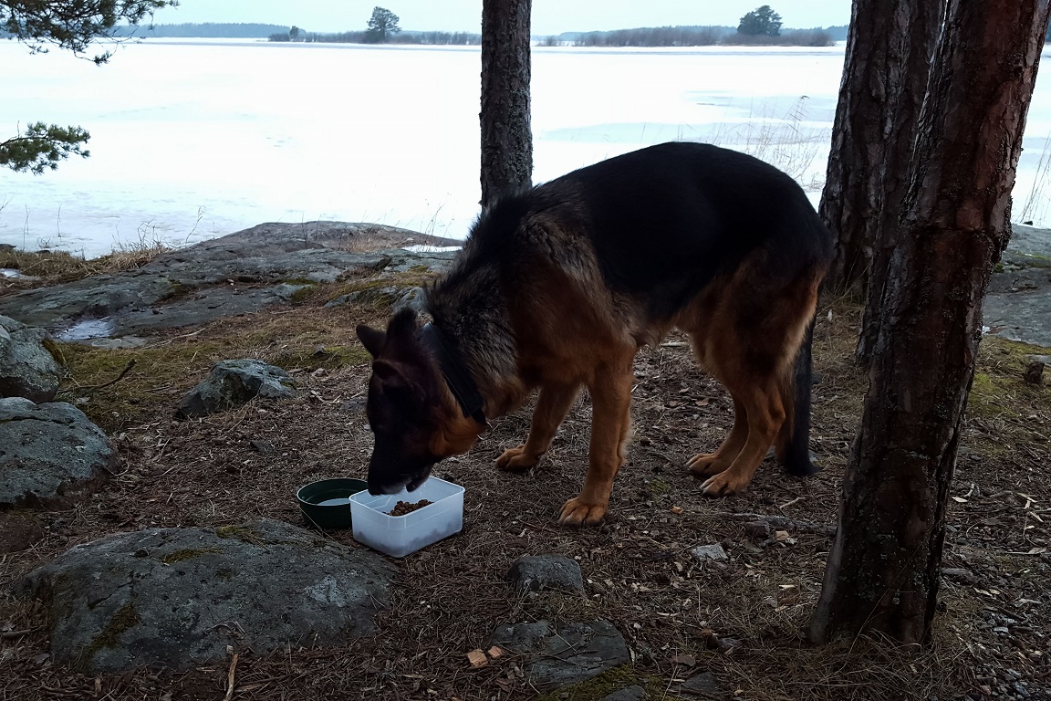 Mat och vatten ska hunden ha