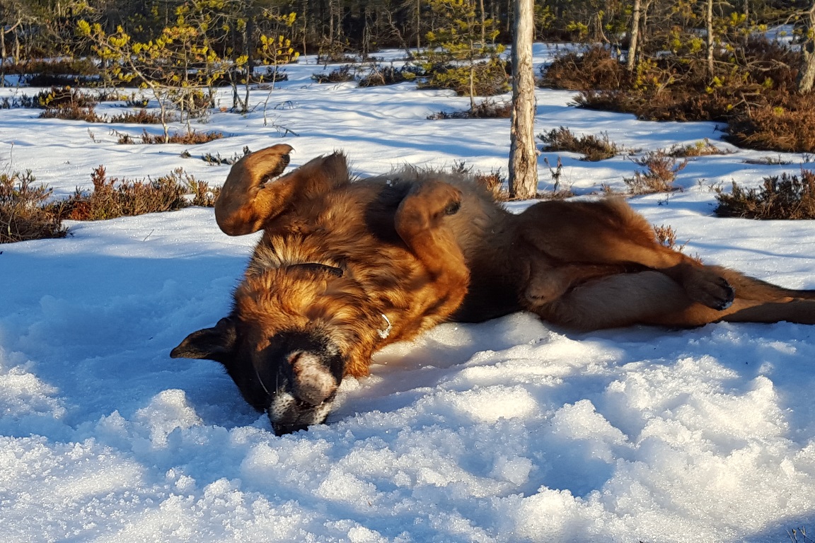 Ozzy rullar sig i snön 