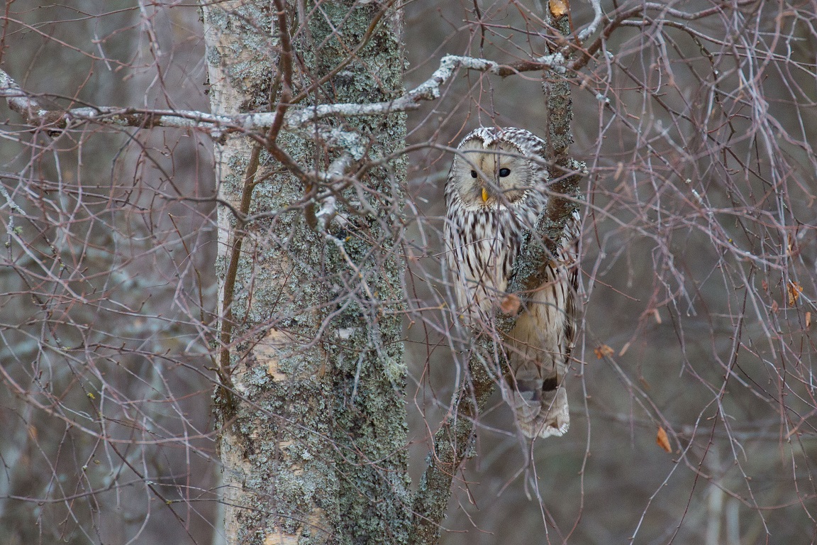 Slaguggla, Ural Owl, Strix uralensis