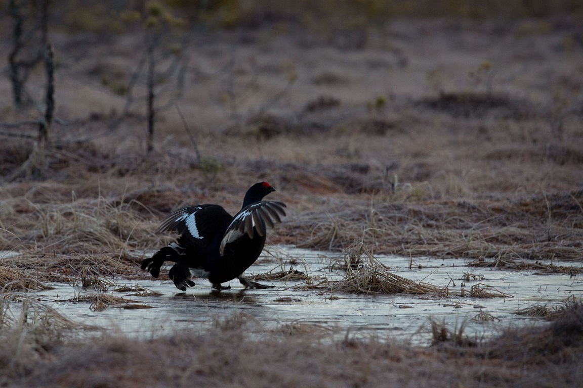 Orre, Black Grouse, Lyrurus tetrix