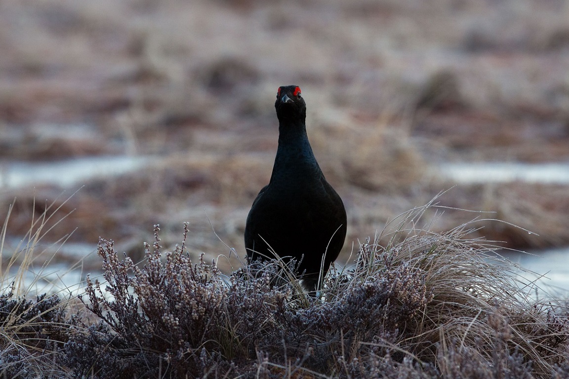 Orre, Black Grouse, Lyrurus tetrix