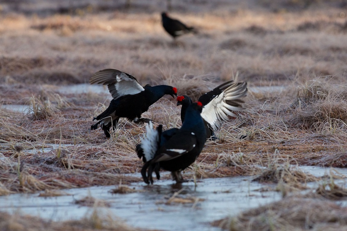 Orre, Black Grouse, Lyrurus tetrix