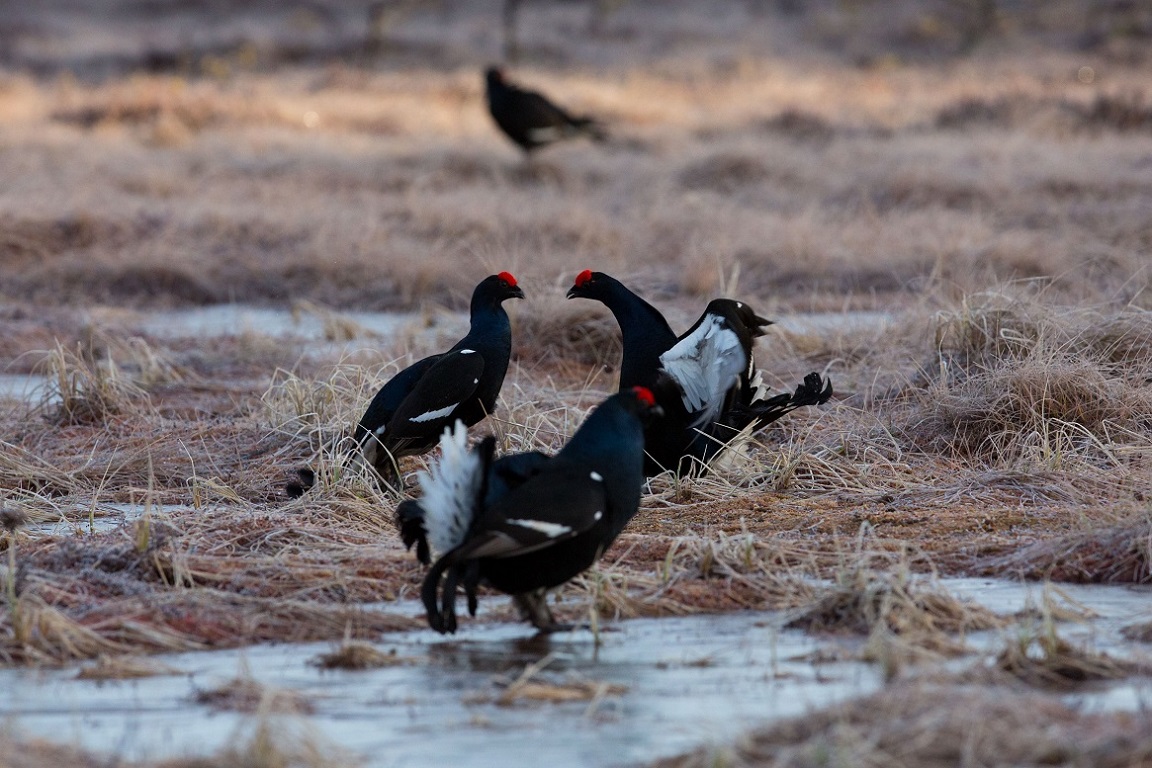 Orre, Black Grouse, Lyrurus tetrix