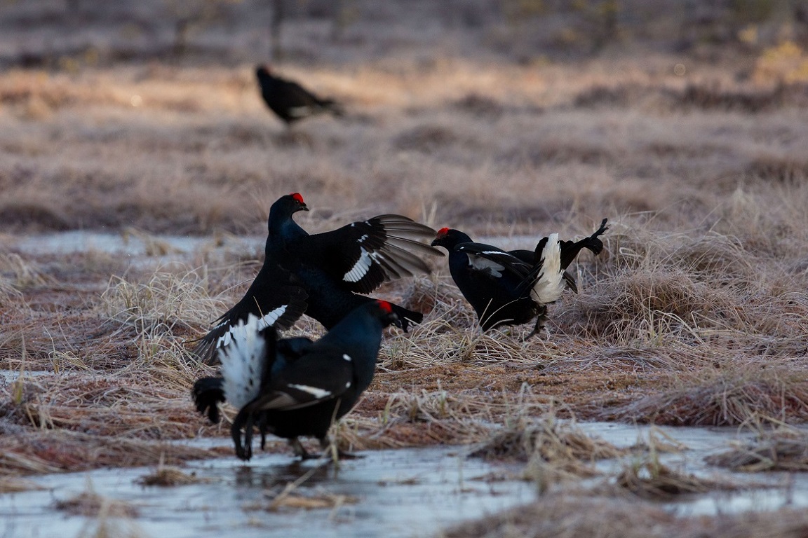 Orre, Black Grouse, Lyrurus tetrix