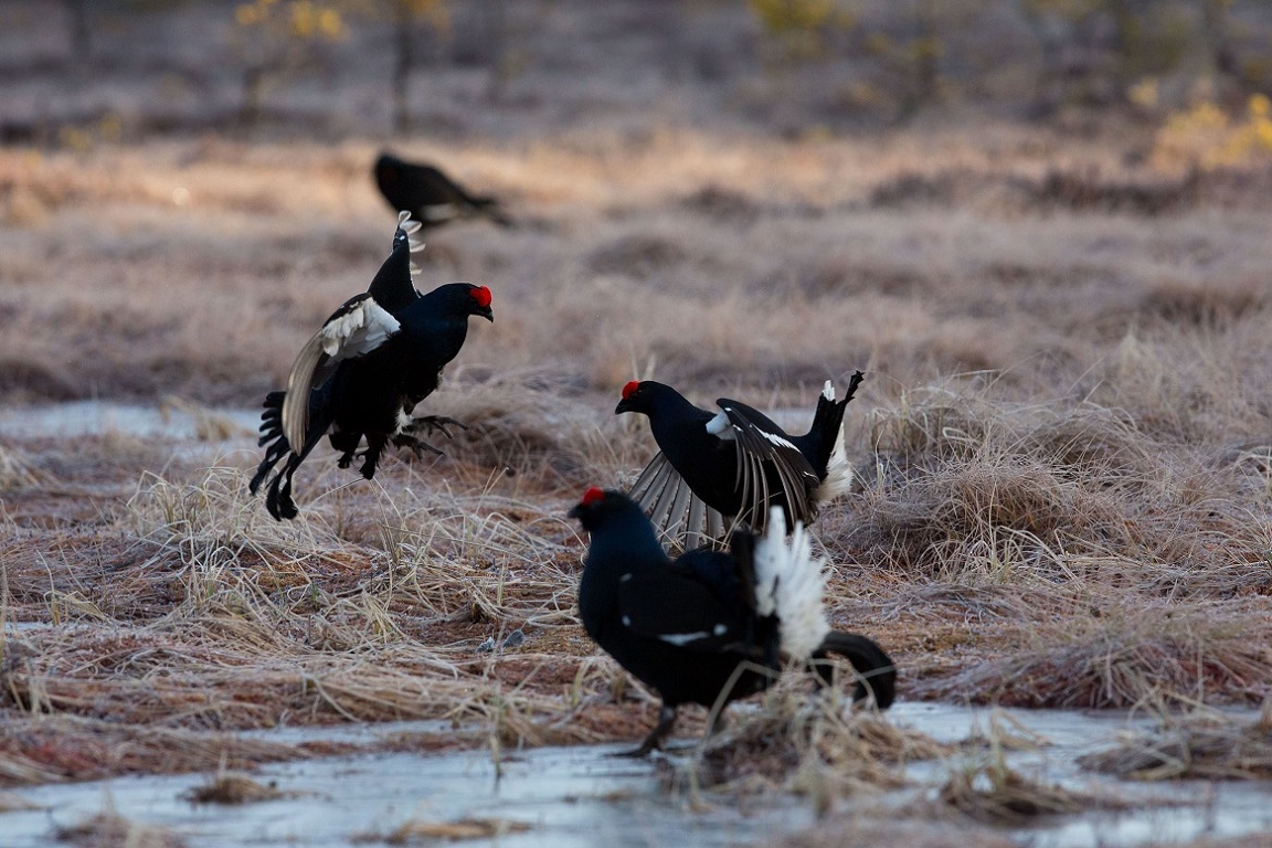 Orre, Black Grouse, Lyrurus tetrix