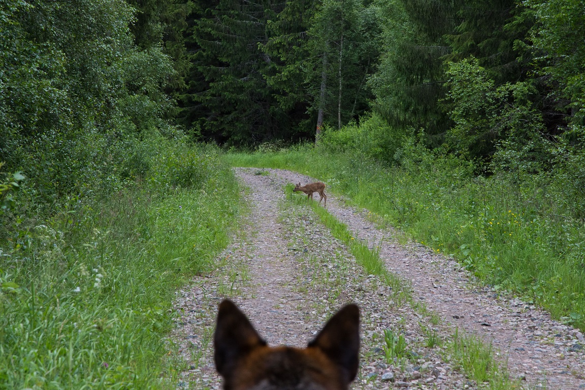 Ozzy tittar på djur