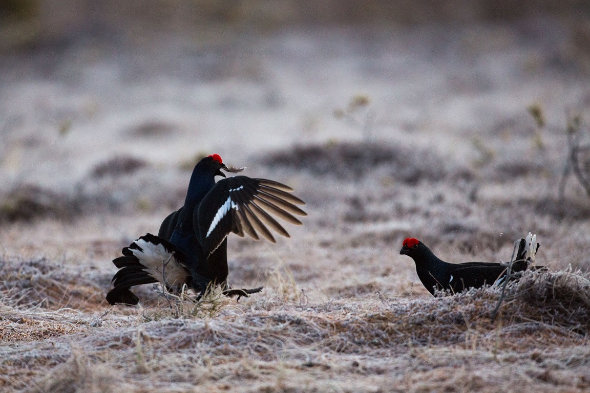 Orre, Black Grouse, Lyrurus tetrix