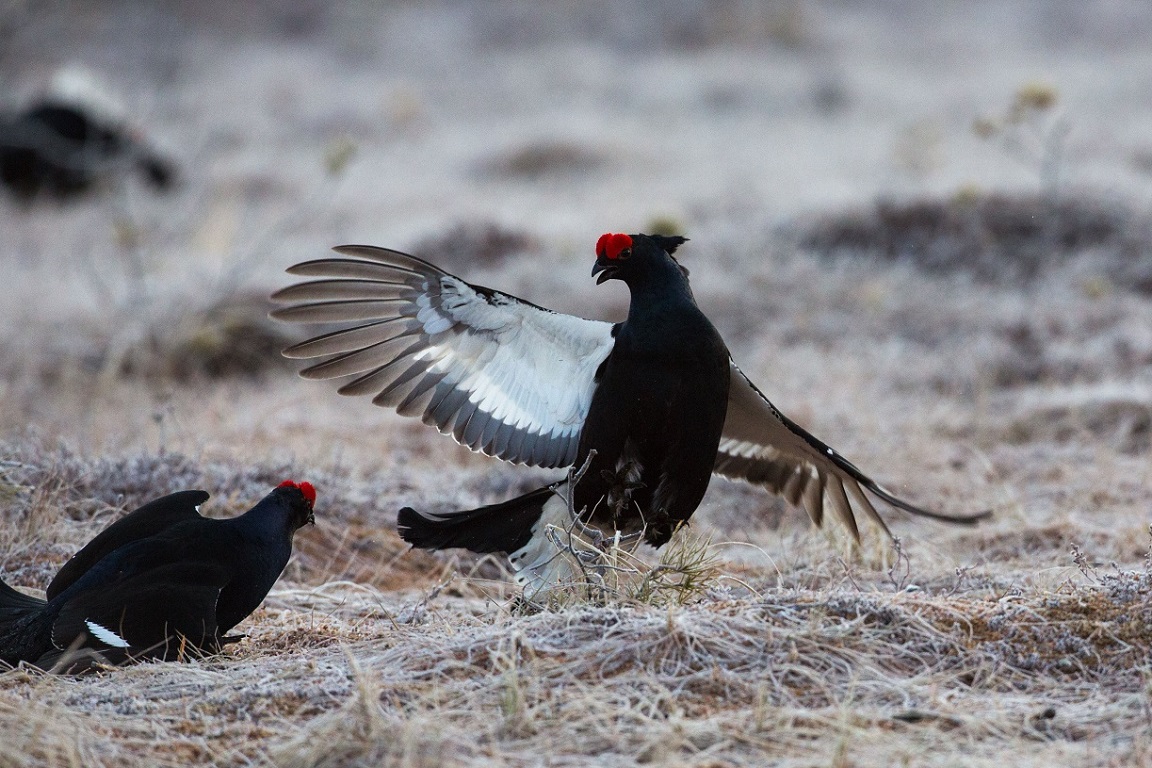 Orre, Black Grouse, Lyrurus tetrix