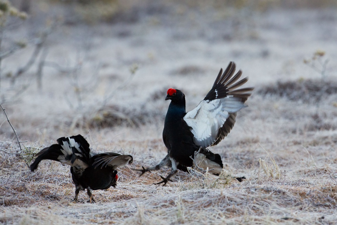 Orre, Black Grouse, Lyrurus tetrix