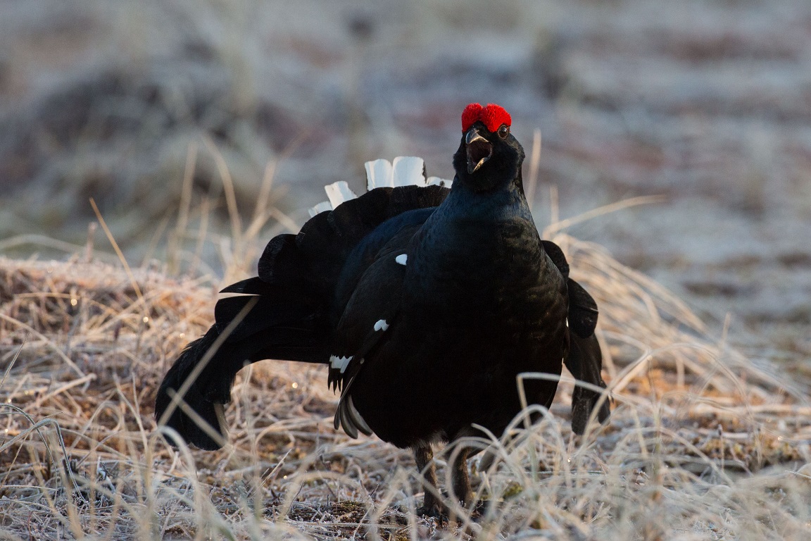 Orre, Black Grouse, Lyrurus tetrix