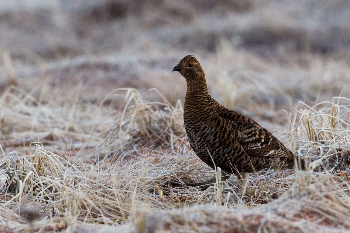 Orre, Black Grouse, Lyrurus tetrix