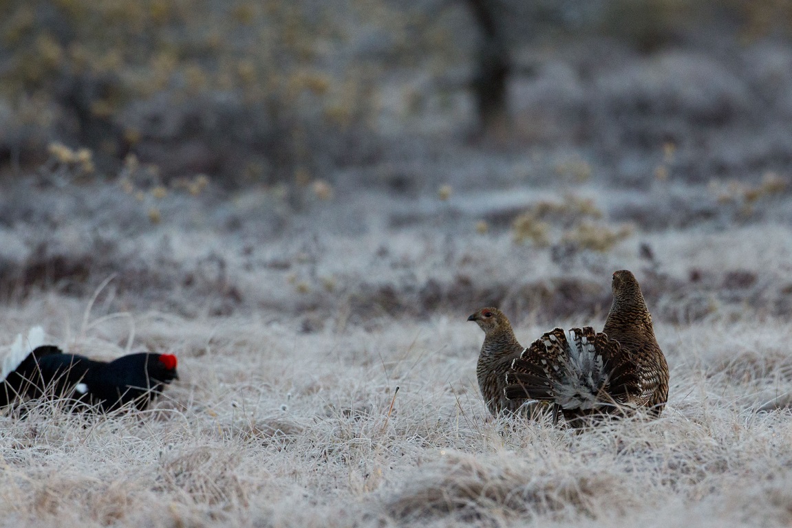 Orre, Black Grouse, Lyrurus tetrix