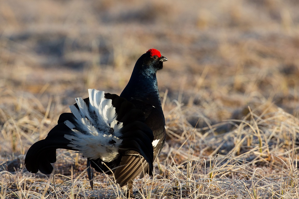 Orre, Black Grouse, Lyrurus tetrix