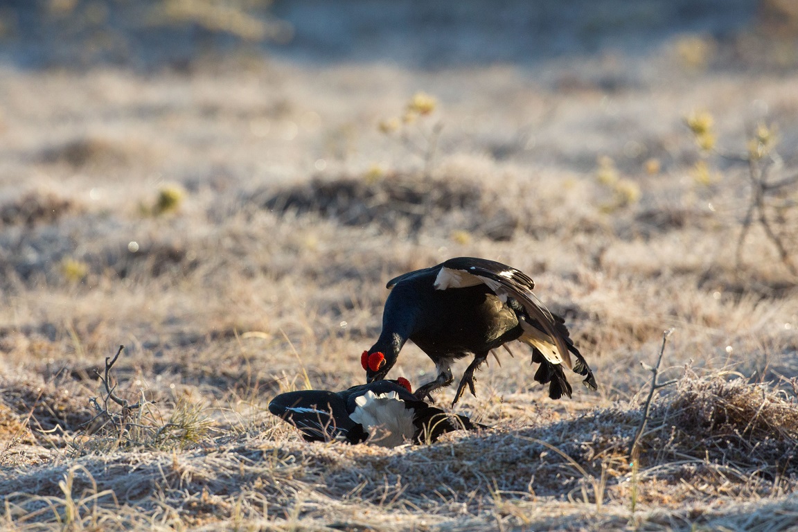 Orre, Black Grouse, Lyrurus tetrix