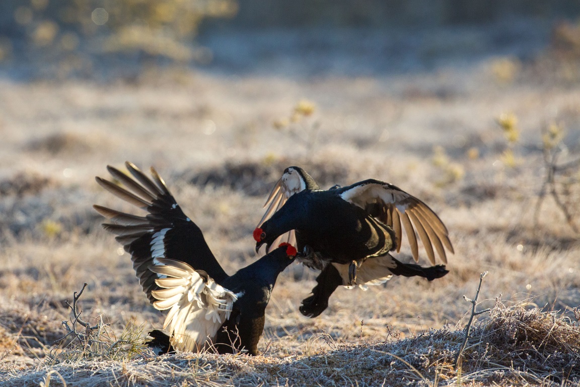 Orre, Black Grouse, Lyrurus tetrix