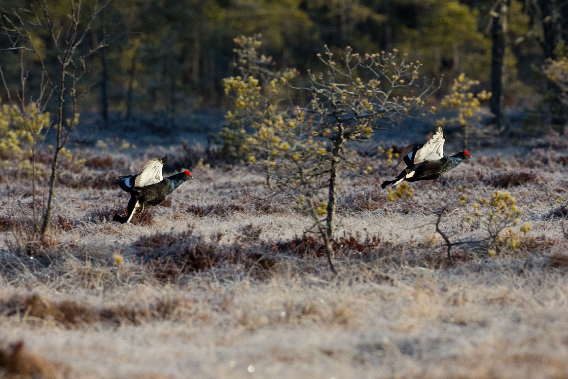 Orre, Black Grouse, Lyrurus tetrix