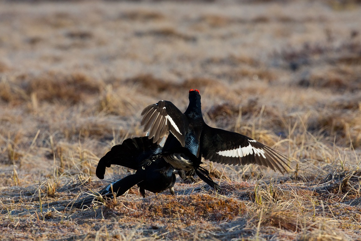 Orre, Black Grouse, Lyrurus tetrix