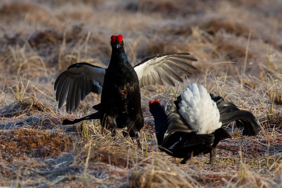 Orre, Black Grouse, Lyrurus tetrix