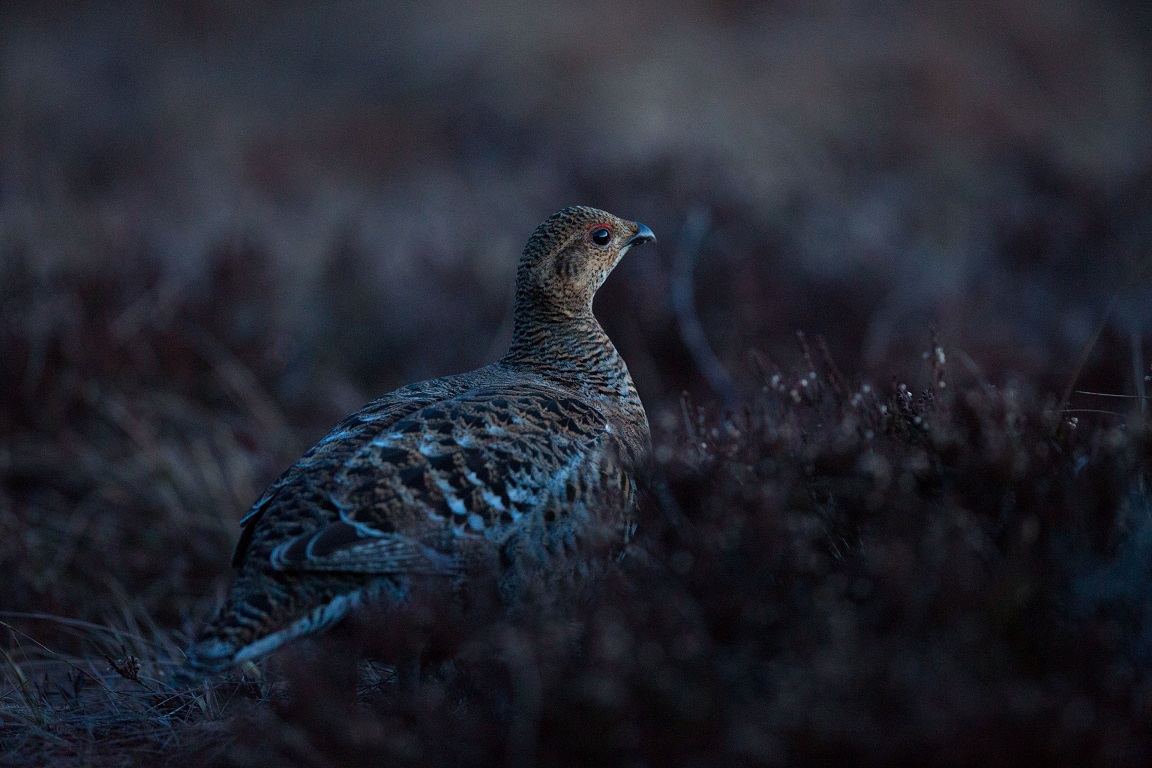 Orre, Black Grouse, Lyrurus tetrix