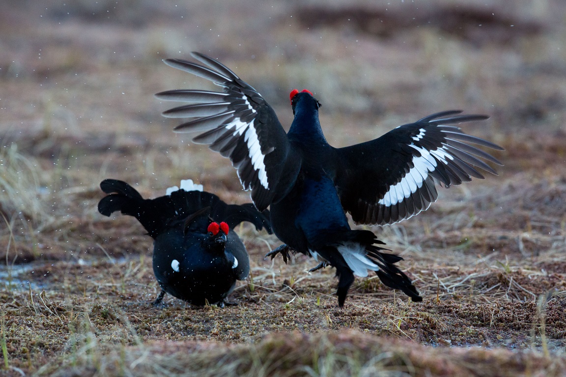 Orre, Black Grouse, Lyrurus tetrix