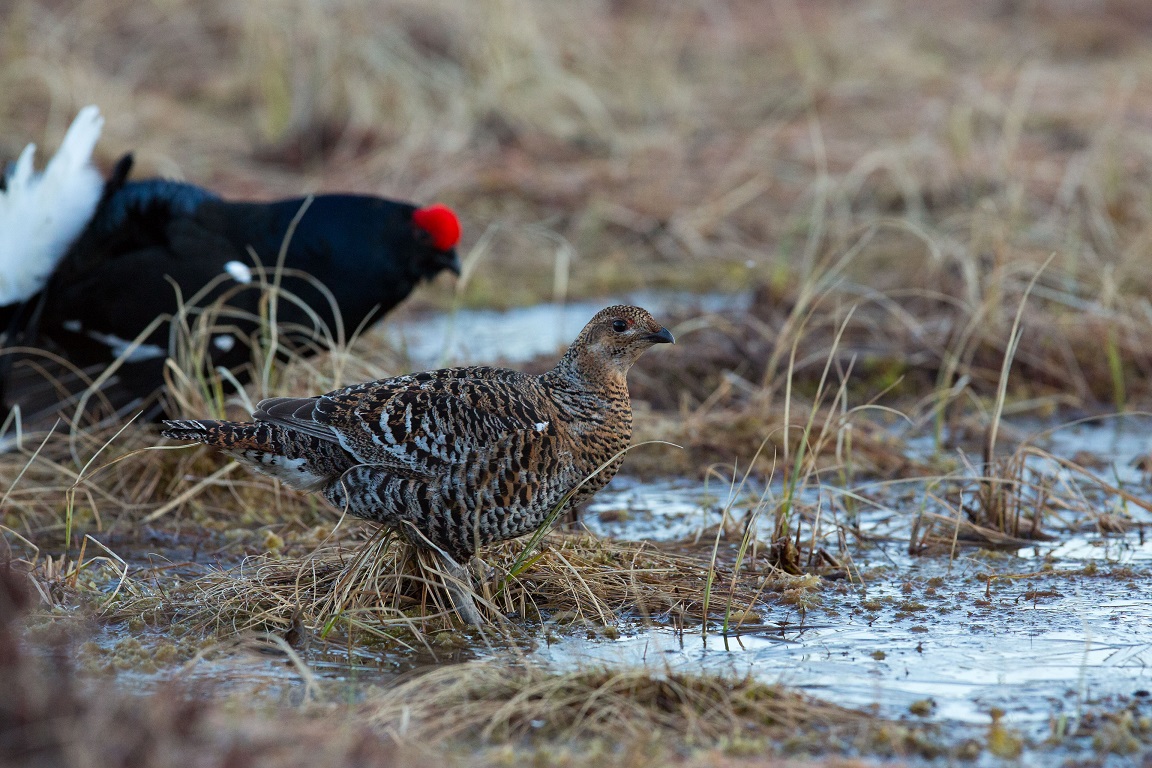 Orre, Black Grouse, Lyrurus tetrix