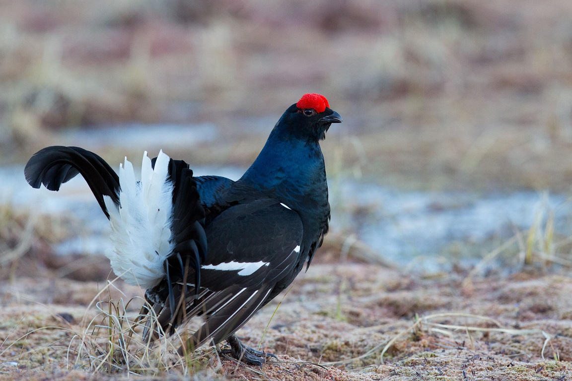 Orre, Black Grouse, Lyrurus tetrix