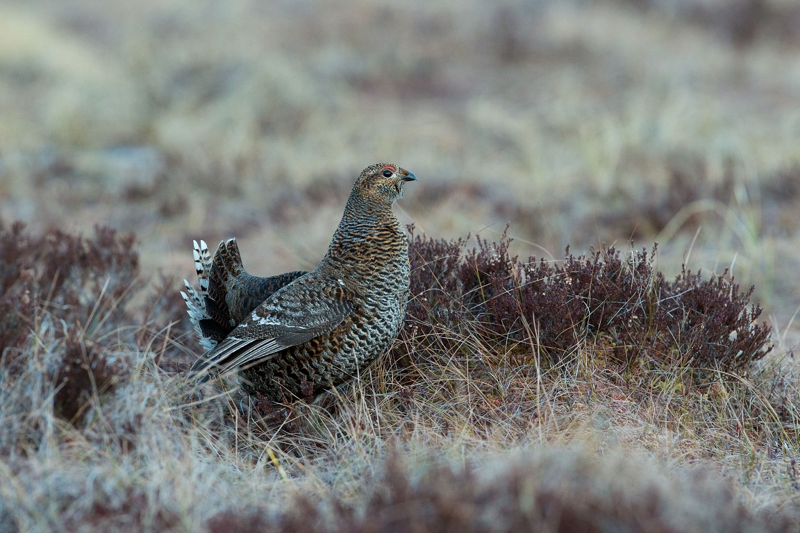 Orre, Black Grouse, Lyrurus tetrix