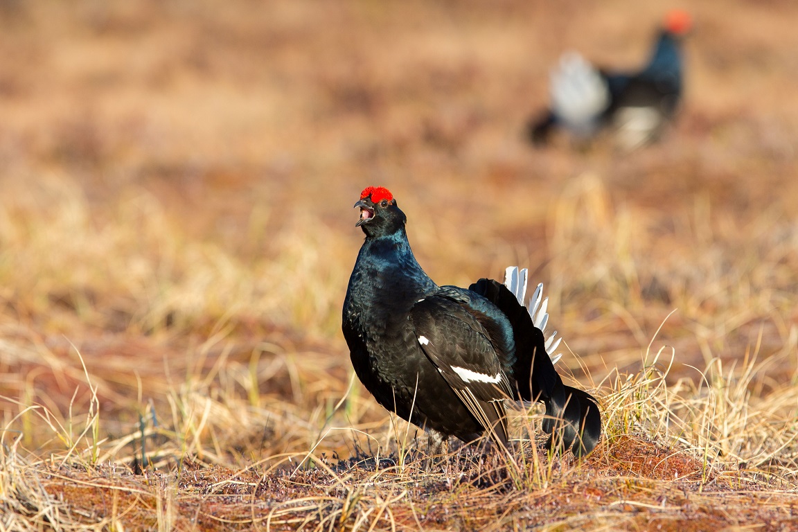 Orre, Black Grouse, Lyrurus tetrix