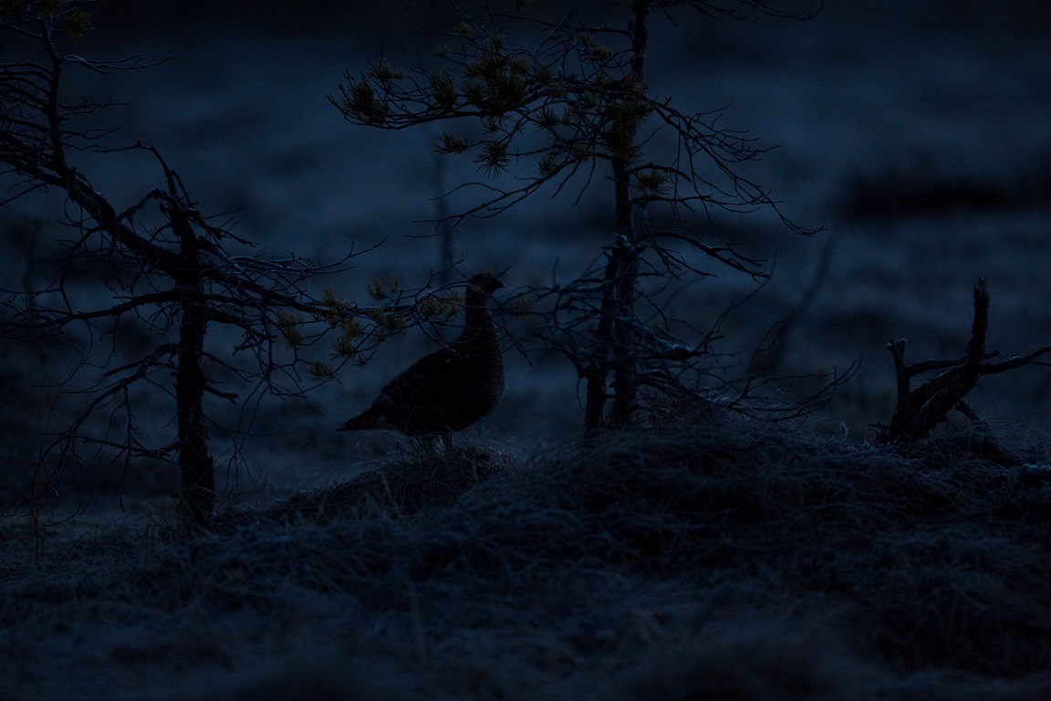 Orrhöna på myren