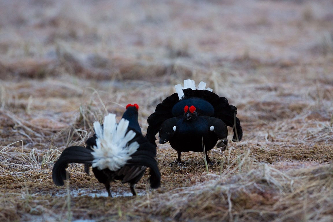 Orre, Black Grouse, Lyrurus tetrix